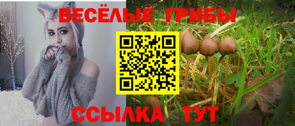 Псилоцибиновые грибы мухоморы Москва